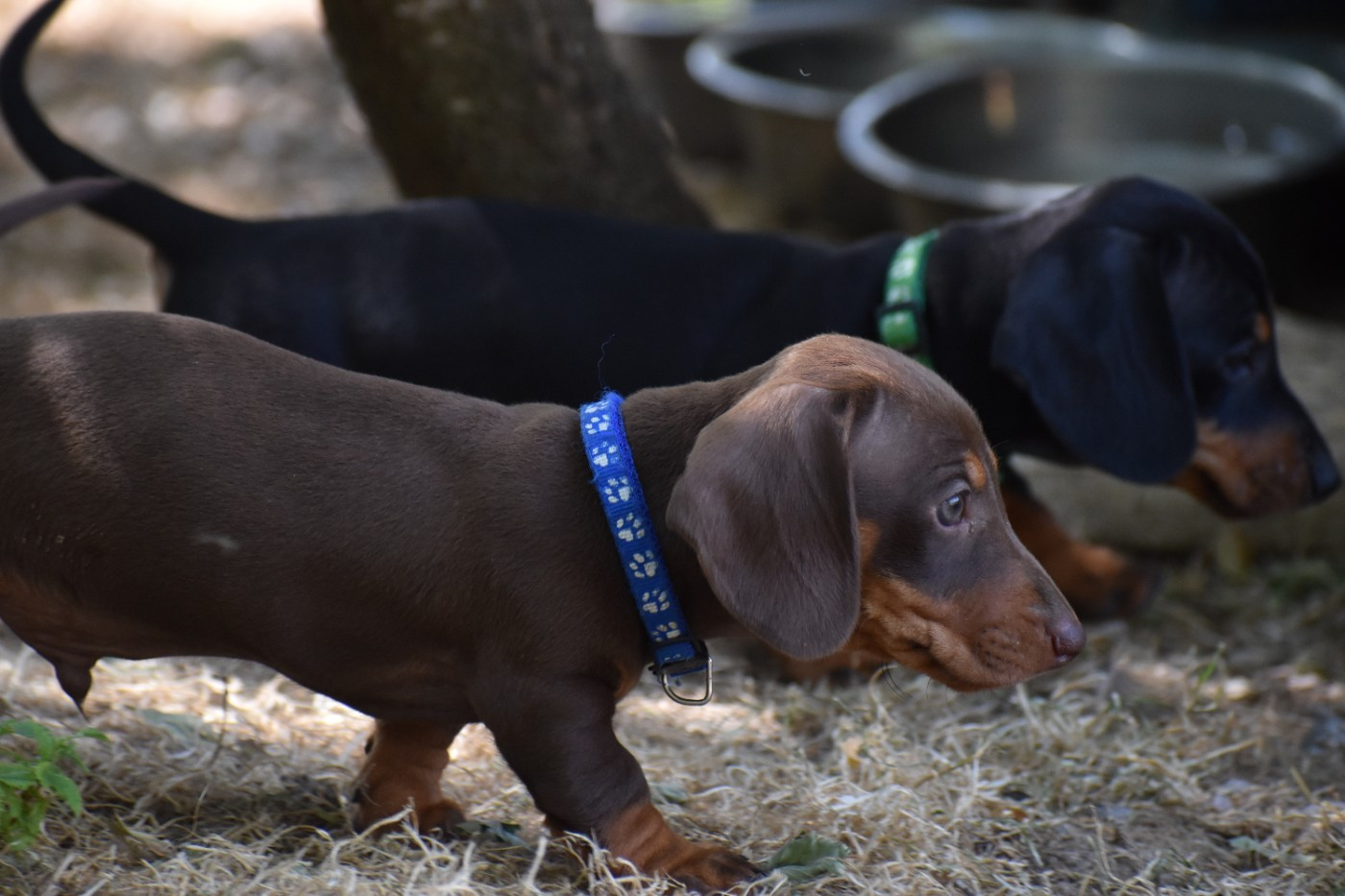 Du Moulin Sault - Chiots disponibles - Teckel poil ras