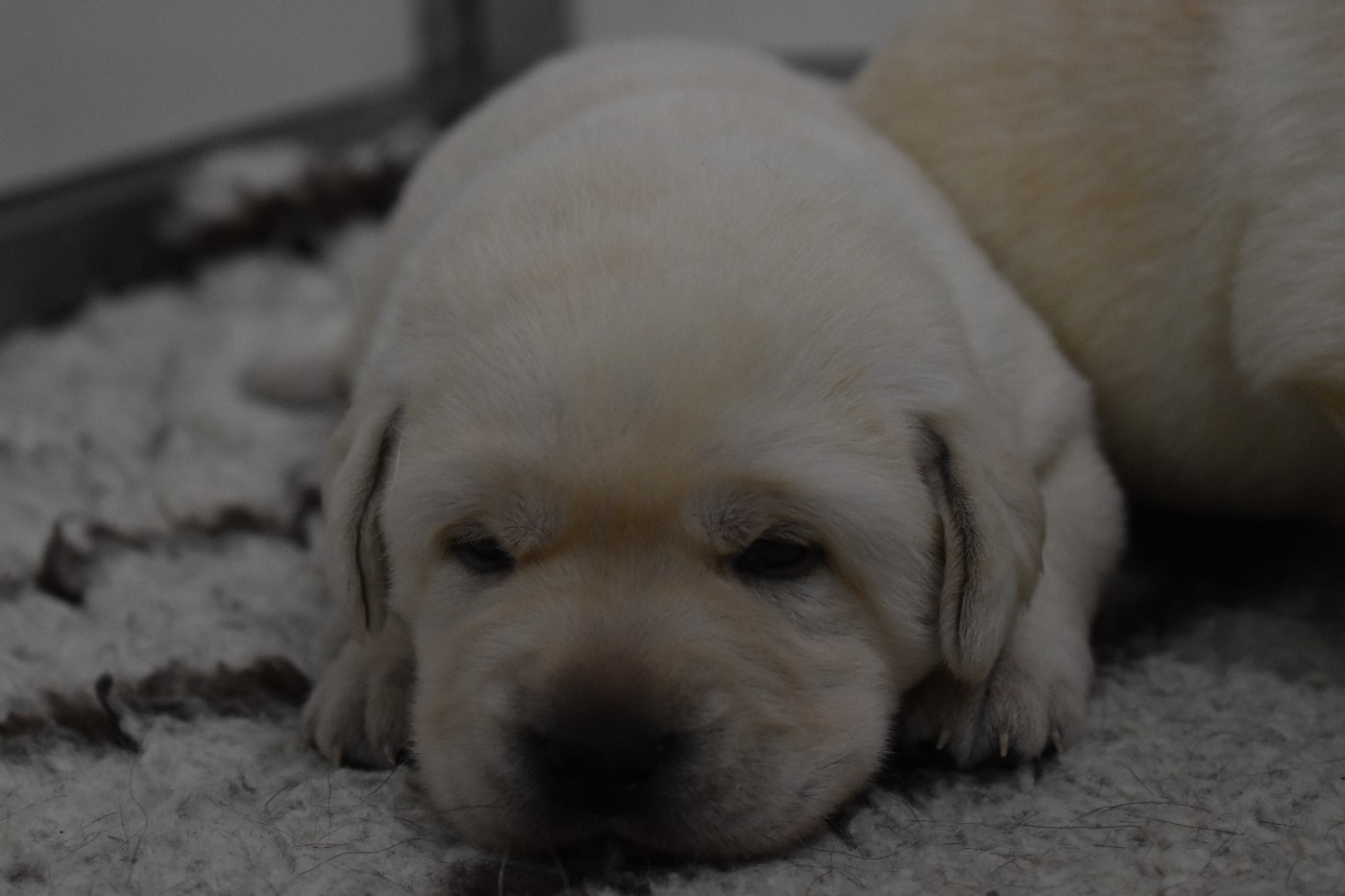 Du Moulin Sault - Chiots disponibles - Labrador Retriever