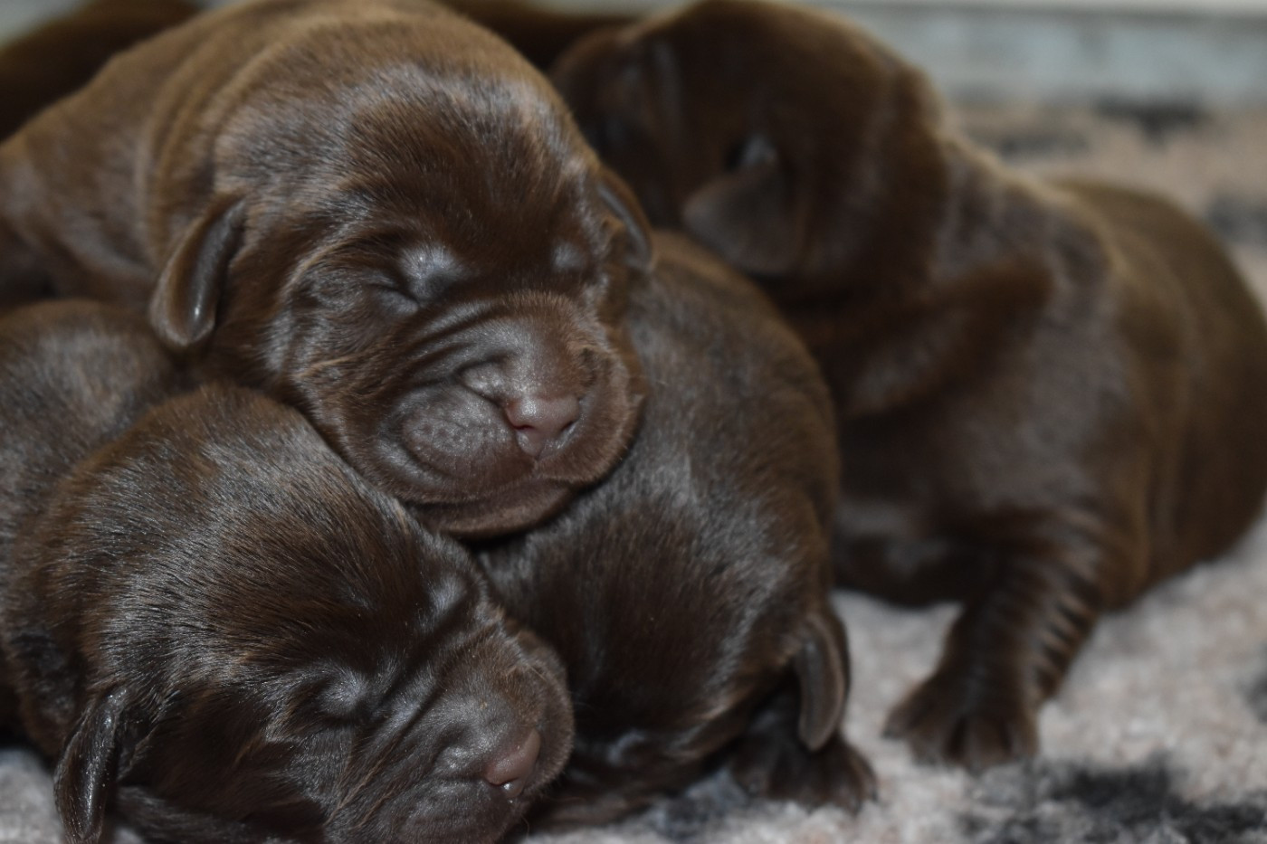 Du Moulin Sault - Chiots disponibles - Labrador Retriever