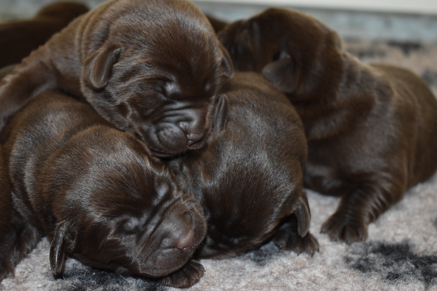 Du Moulin Sault - Chiots disponibles - Labrador Retriever