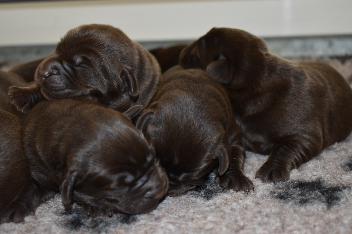 Du Moulin Sault - Chiots disponibles - Labrador Retriever
