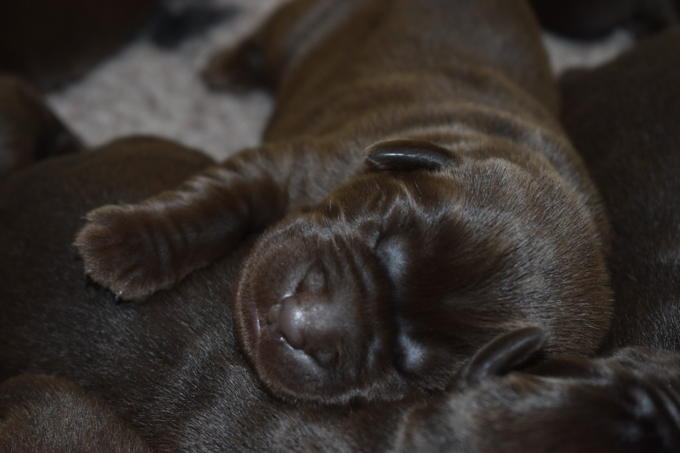 Du Moulin Sault - Chiots disponibles - Labrador Retriever