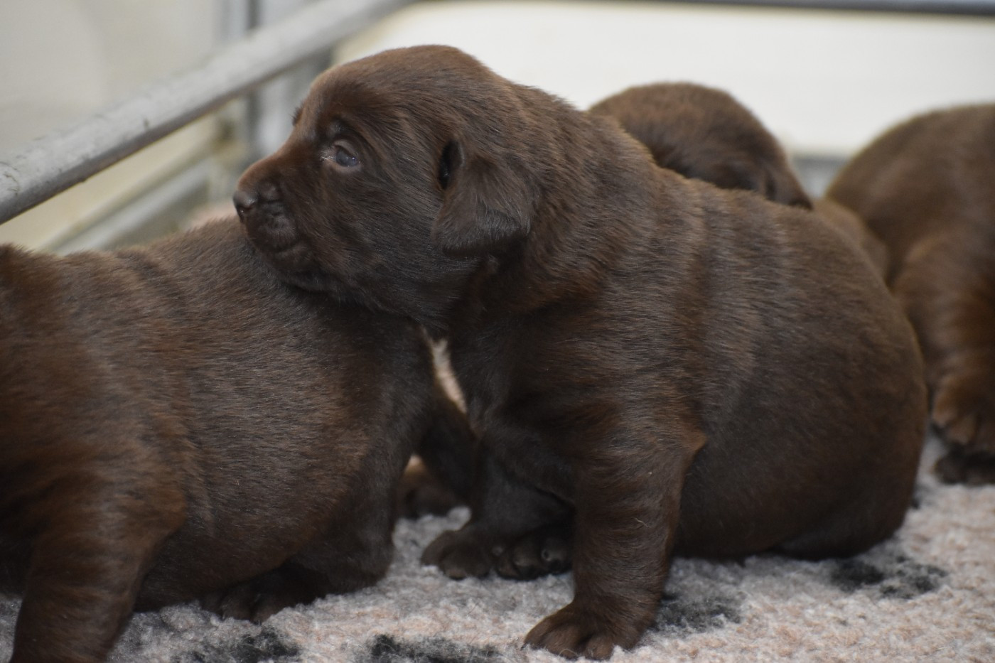 Du Moulin Sault - Chiots disponibles - Labrador Retriever