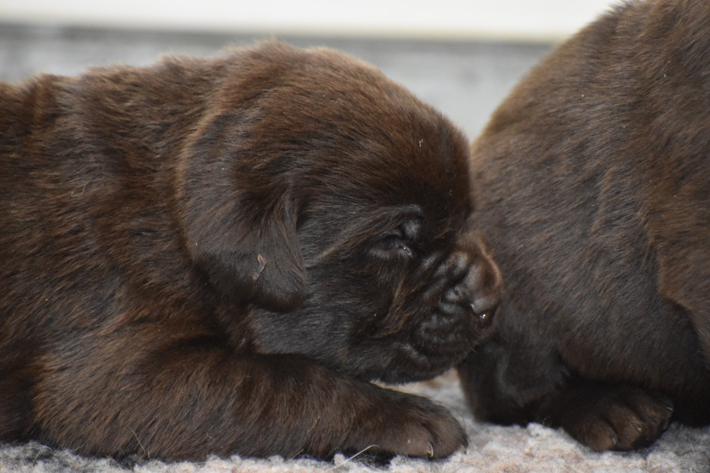 Du Moulin Sault - Chiots disponibles - Labrador Retriever