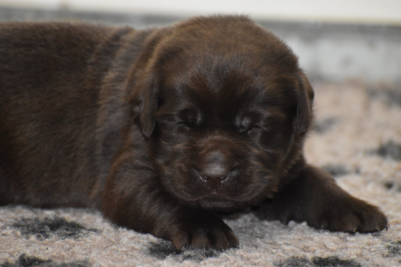 Du Moulin Sault - Chiots disponibles - Labrador Retriever