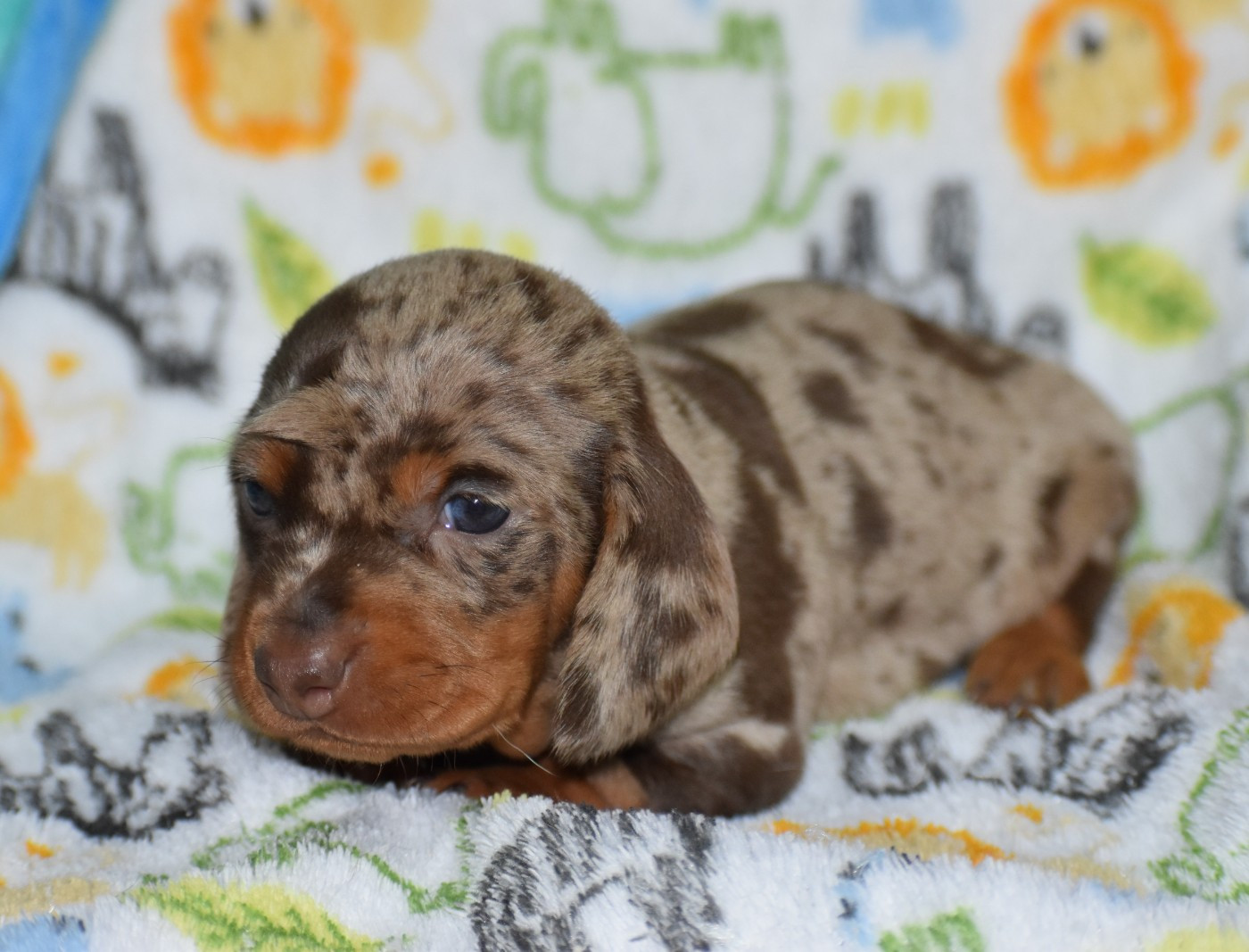 Du Moulin Sault - Chiots disponibles - Teckel poil ras