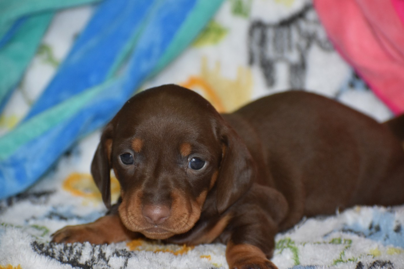 Du Moulin Sault - Chiots disponibles - Teckel poil ras