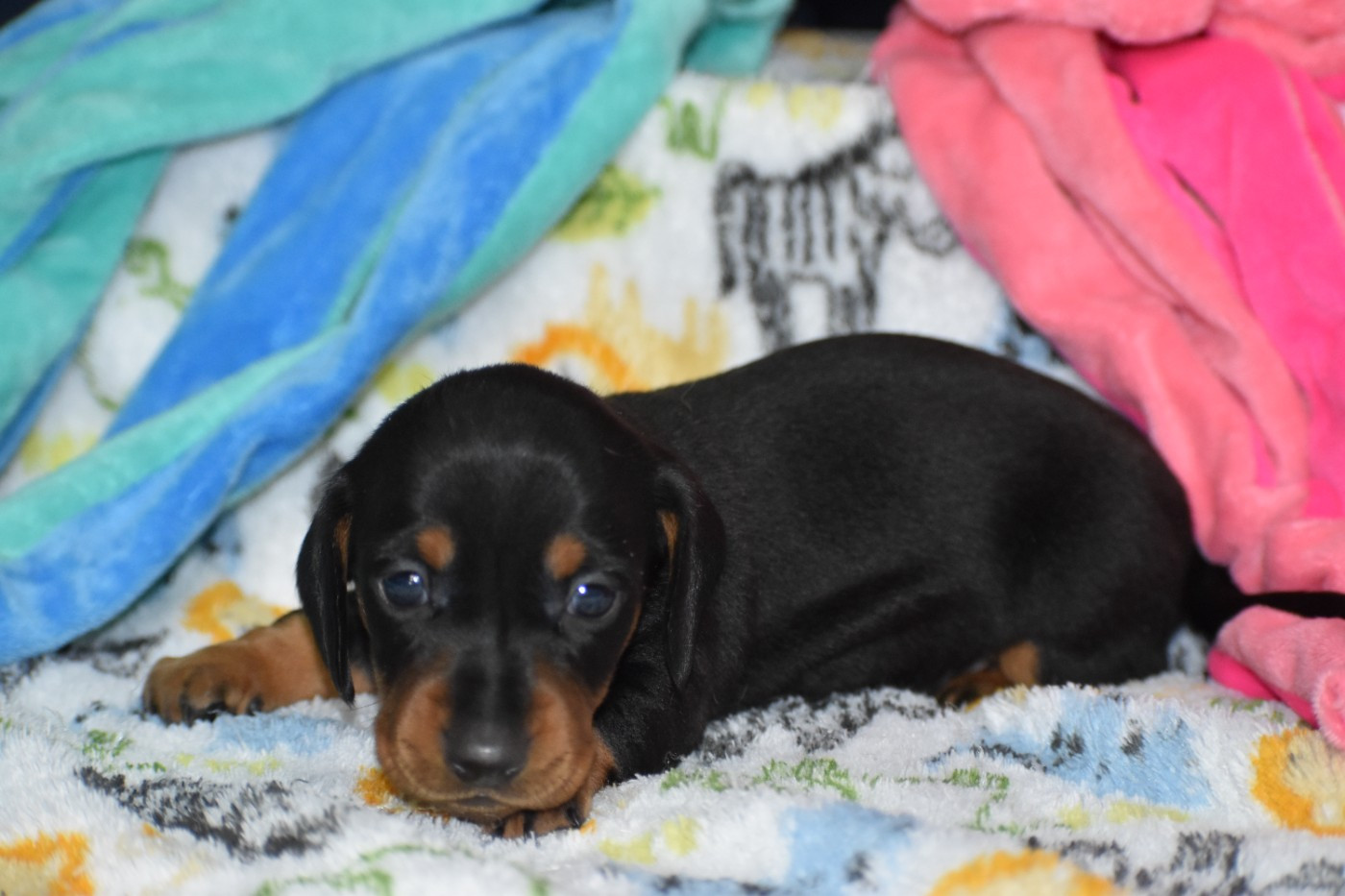 Du Moulin Sault - Chiots disponibles - Teckel poil ras