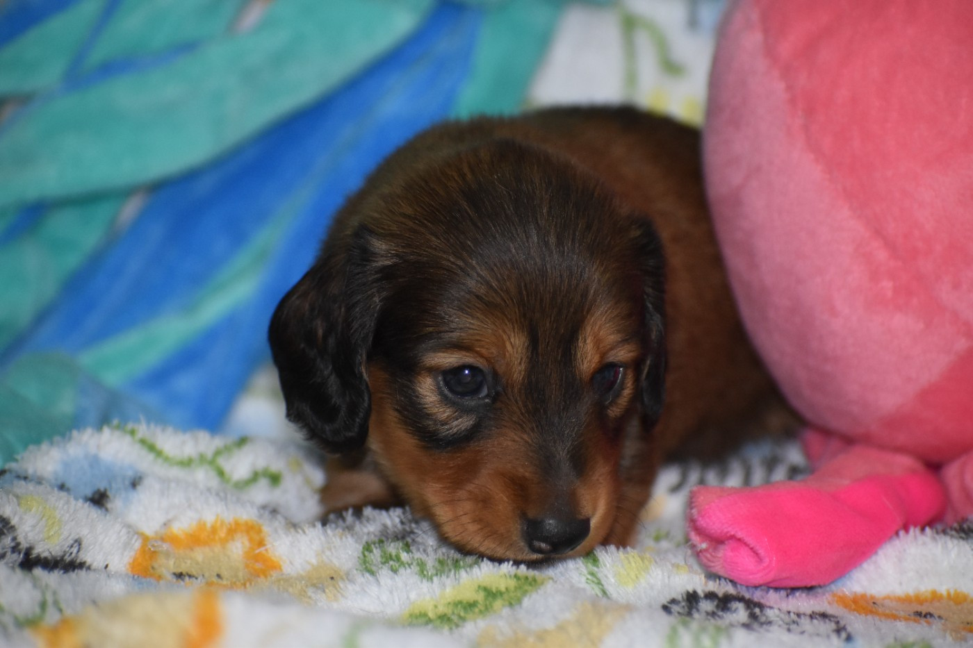 Du Moulin Sault - Chiots disponibles - Teckel poil ras
