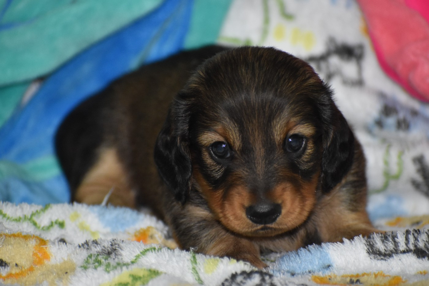 Du Moulin Sault - Chiots disponibles - Teckel poil ras