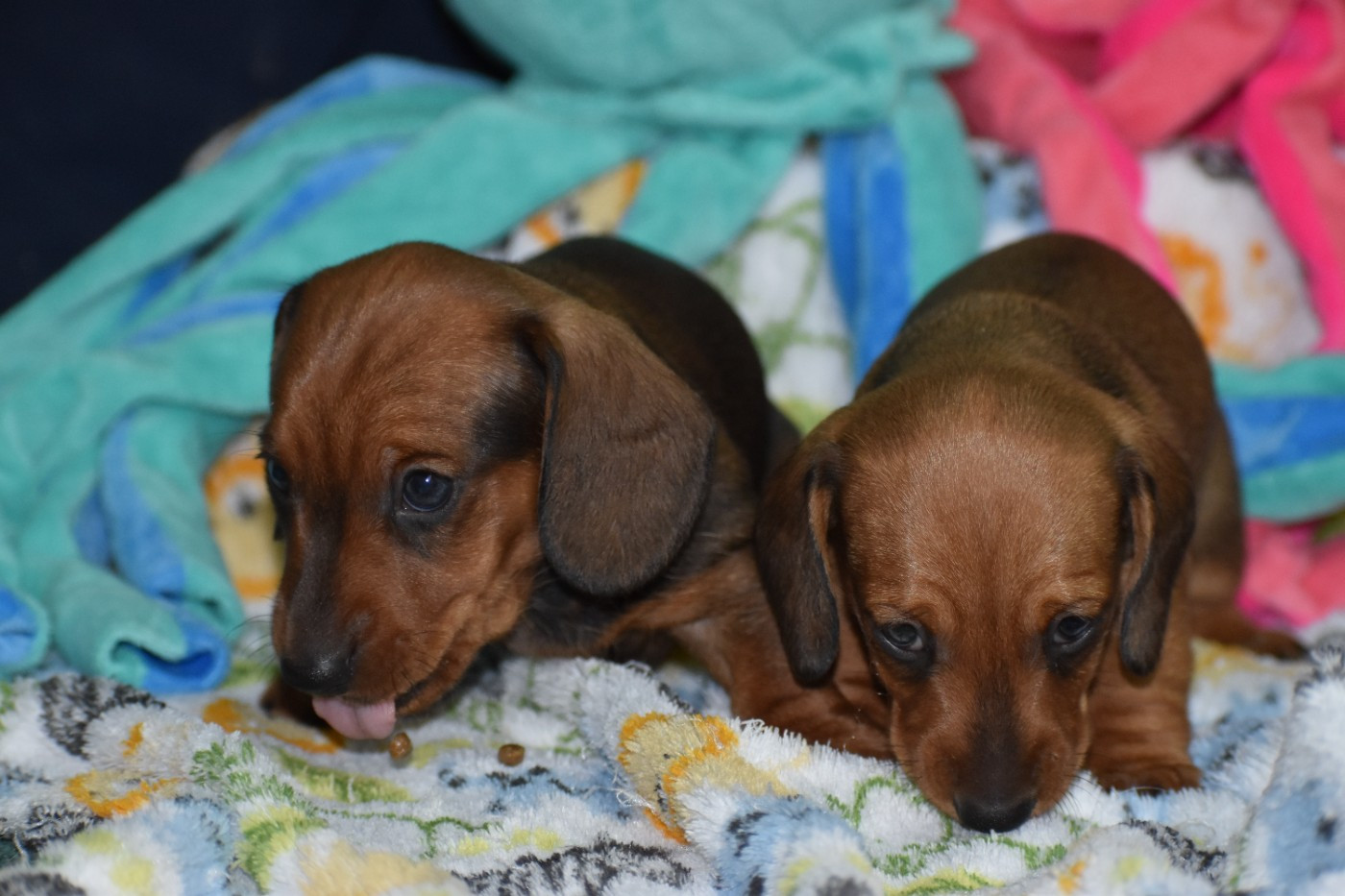 Du Moulin Sault - Chiots disponibles - Teckel poil ras