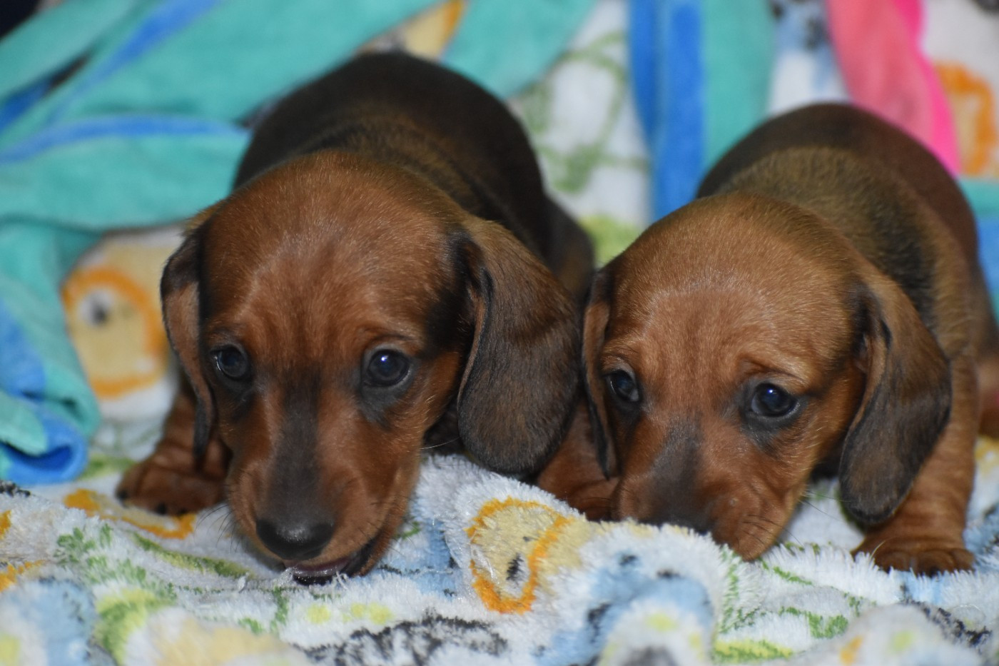 Du Moulin Sault - Chiots disponibles - Teckel poil ras