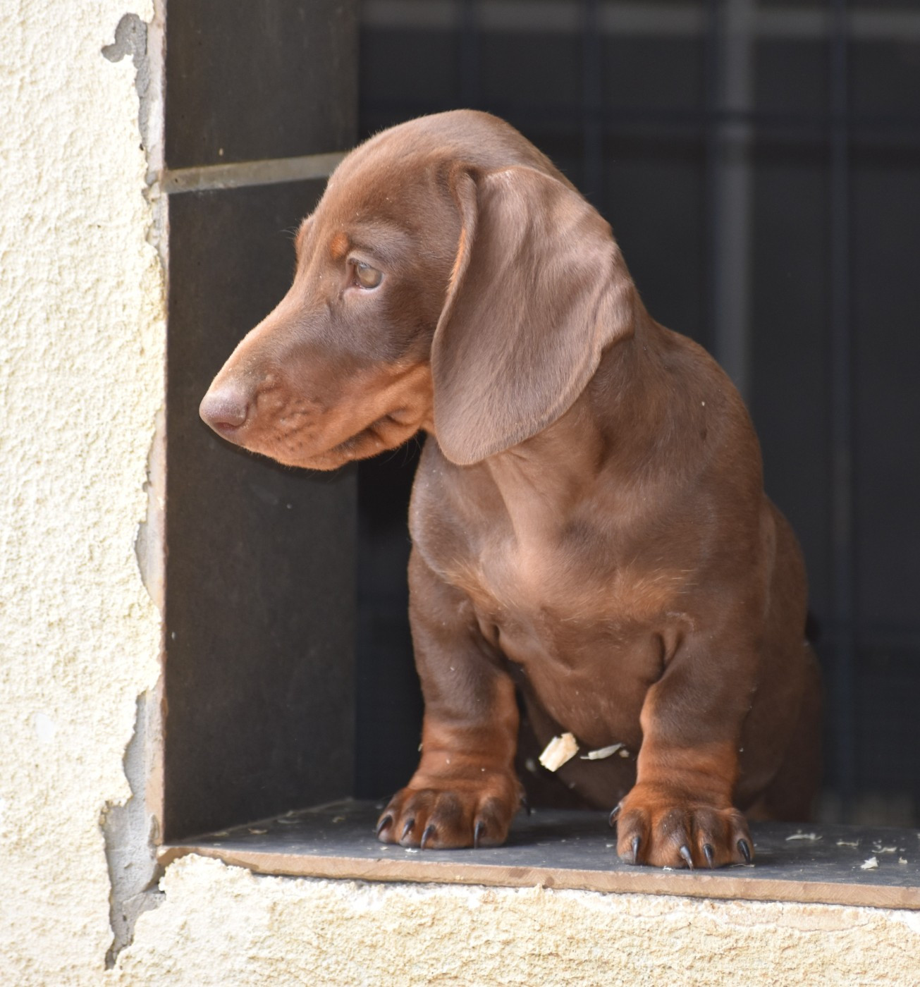 Du Moulin Sault - Chiots disponibles - Teckel poil ras