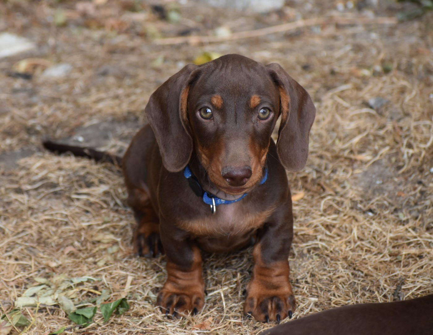 Du Moulin Sault - Chiots disponibles - Teckel poil ras