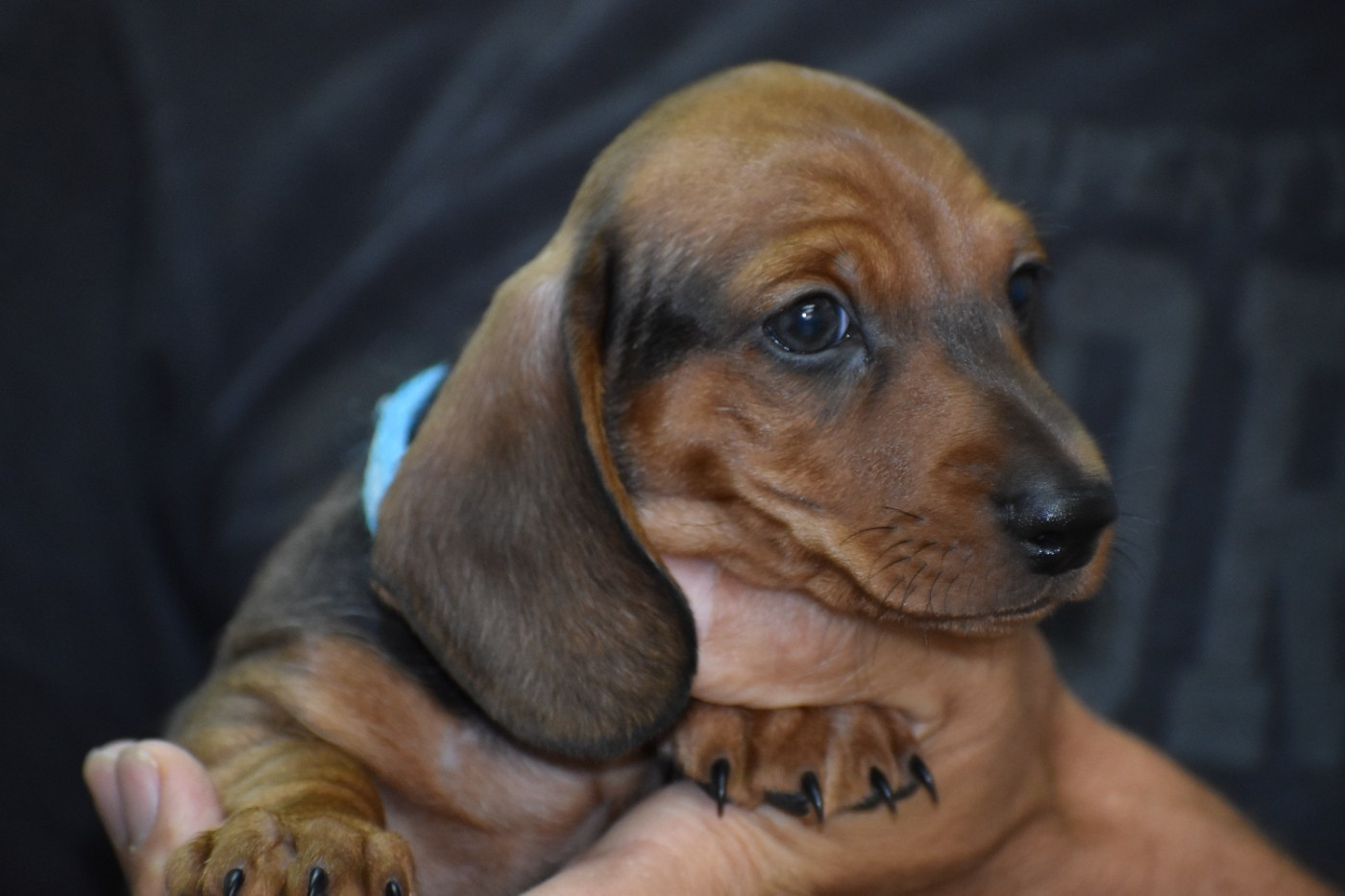 Du Moulin Sault - Chiots disponibles - Teckel poil ras