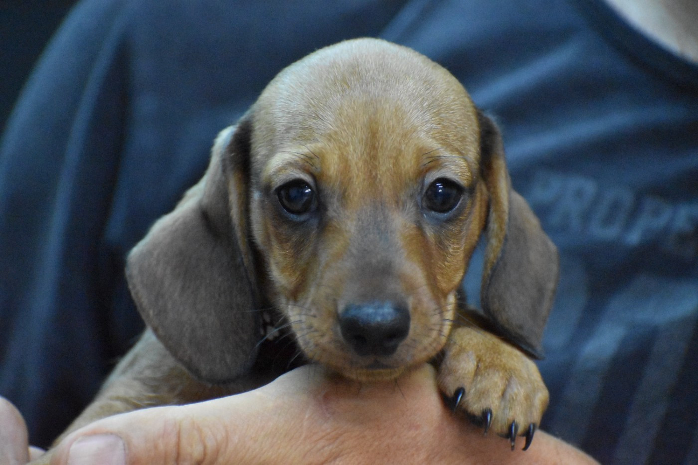 Du Moulin Sault - Chiots disponibles - Teckel poil ras