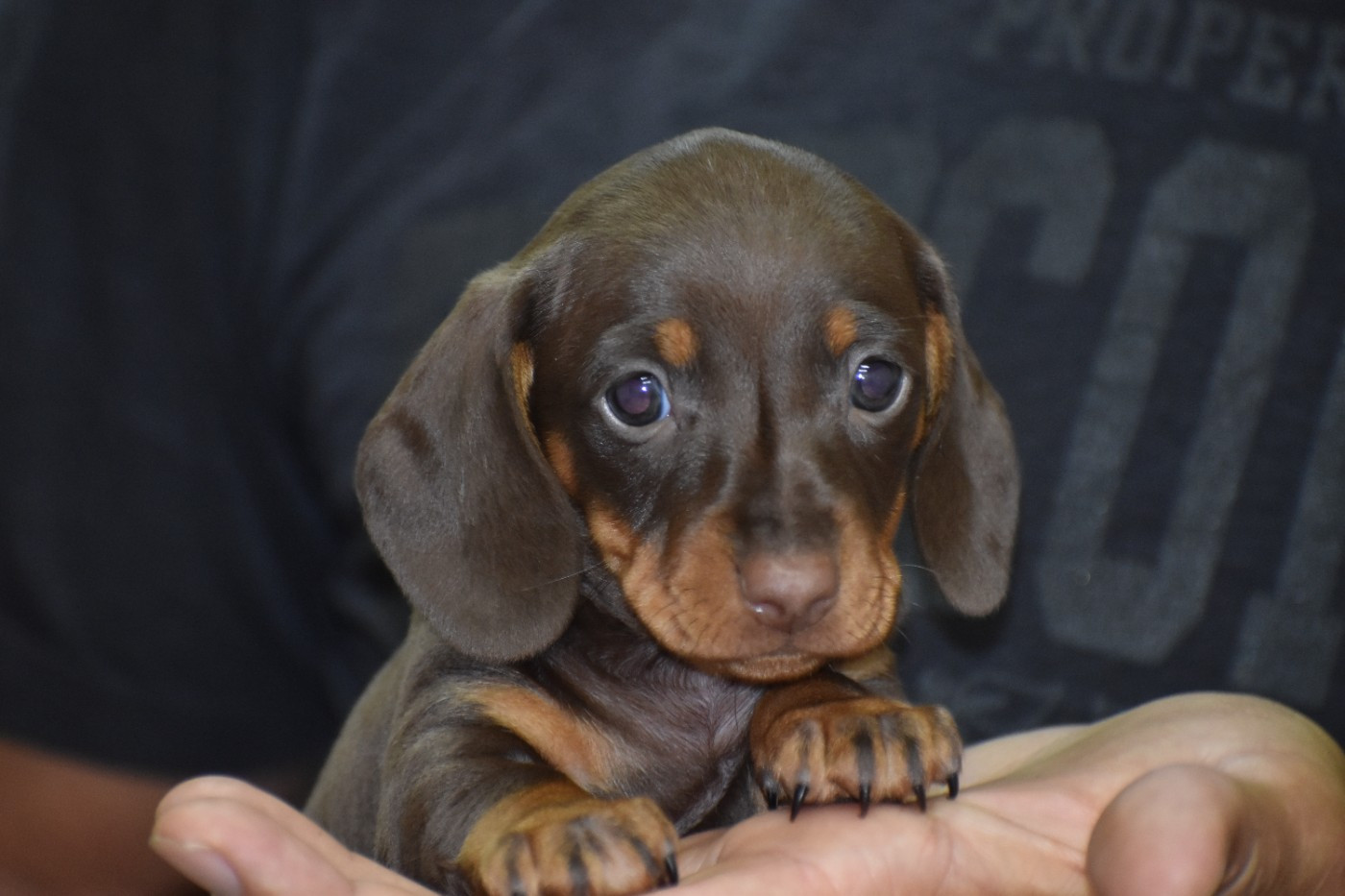 Du Moulin Sault - Chiots disponibles - Teckel poil ras