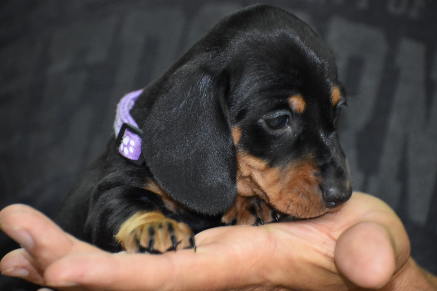 Du Moulin Sault - Chiots disponibles - Teckel poil ras