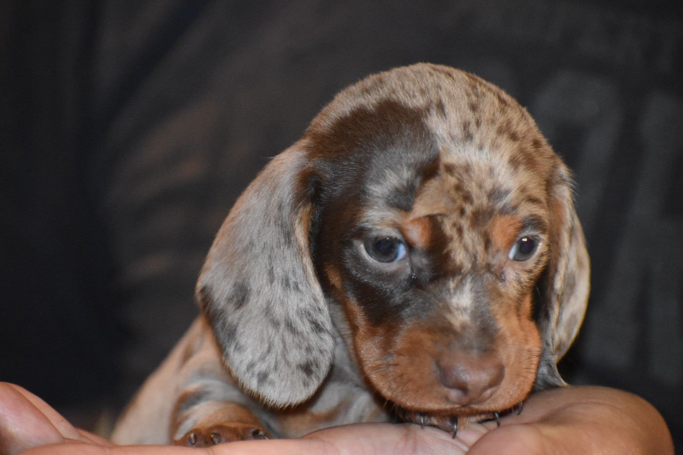 Du Moulin Sault - Chiots disponibles - Teckel poil ras