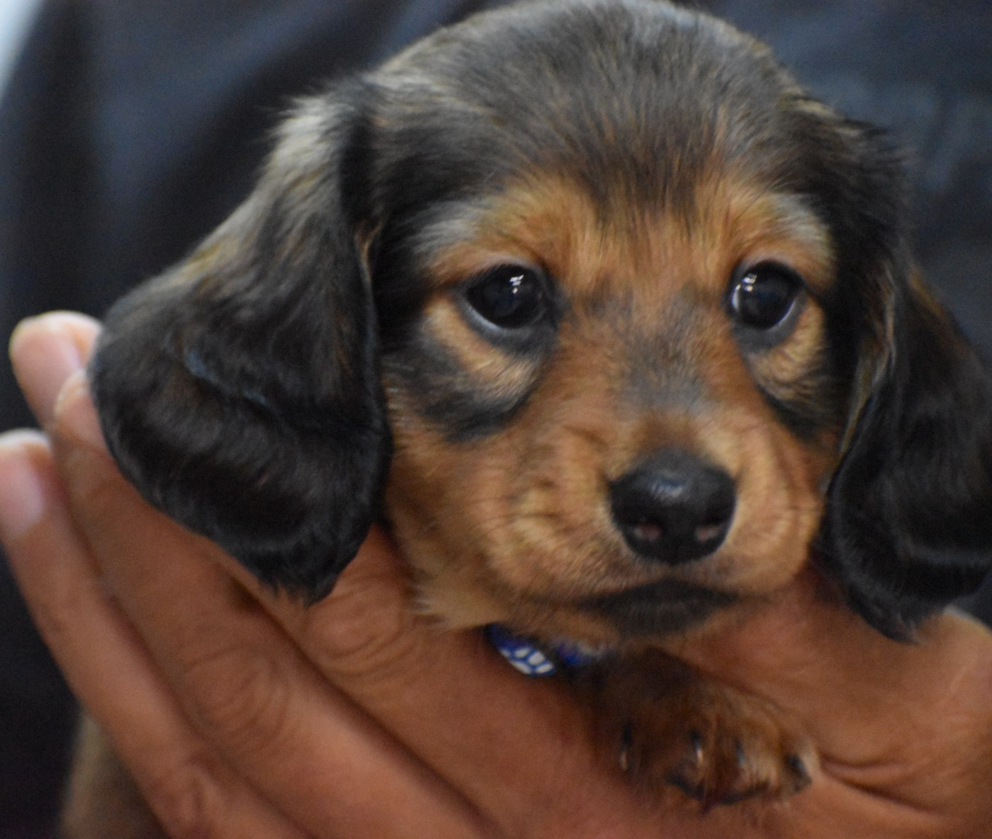 Du Moulin Sault - Chiots disponibles - Teckel poil ras