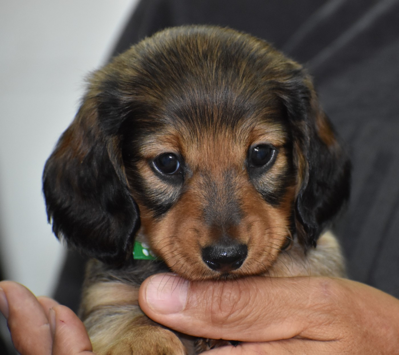Du Moulin Sault - Chiots disponibles - Teckel poil ras