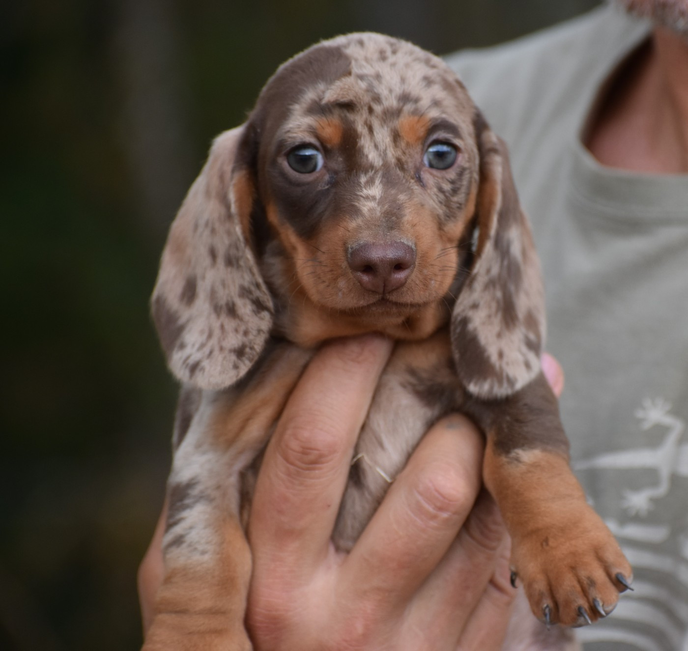 Du Moulin Sault - Chiots disponibles - Teckel poil ras