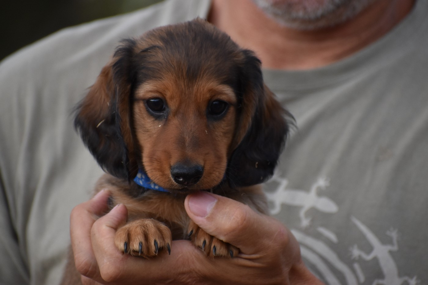 Du Moulin Sault - Chiots disponibles - Teckel poil ras