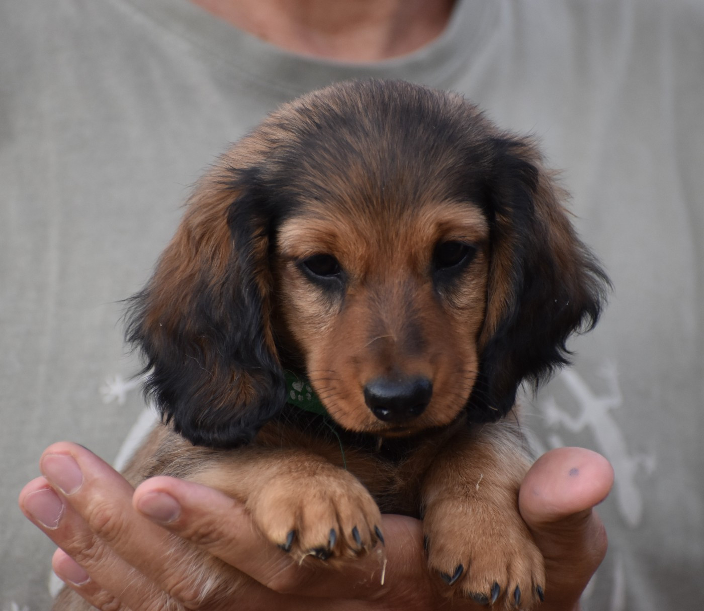 Du Moulin Sault - Chiots disponibles - Teckel poil ras