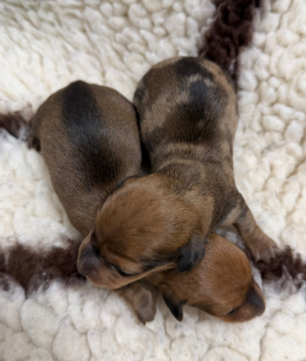 Du Moulin Sault - Chiots disponibles - Teckel poil ras