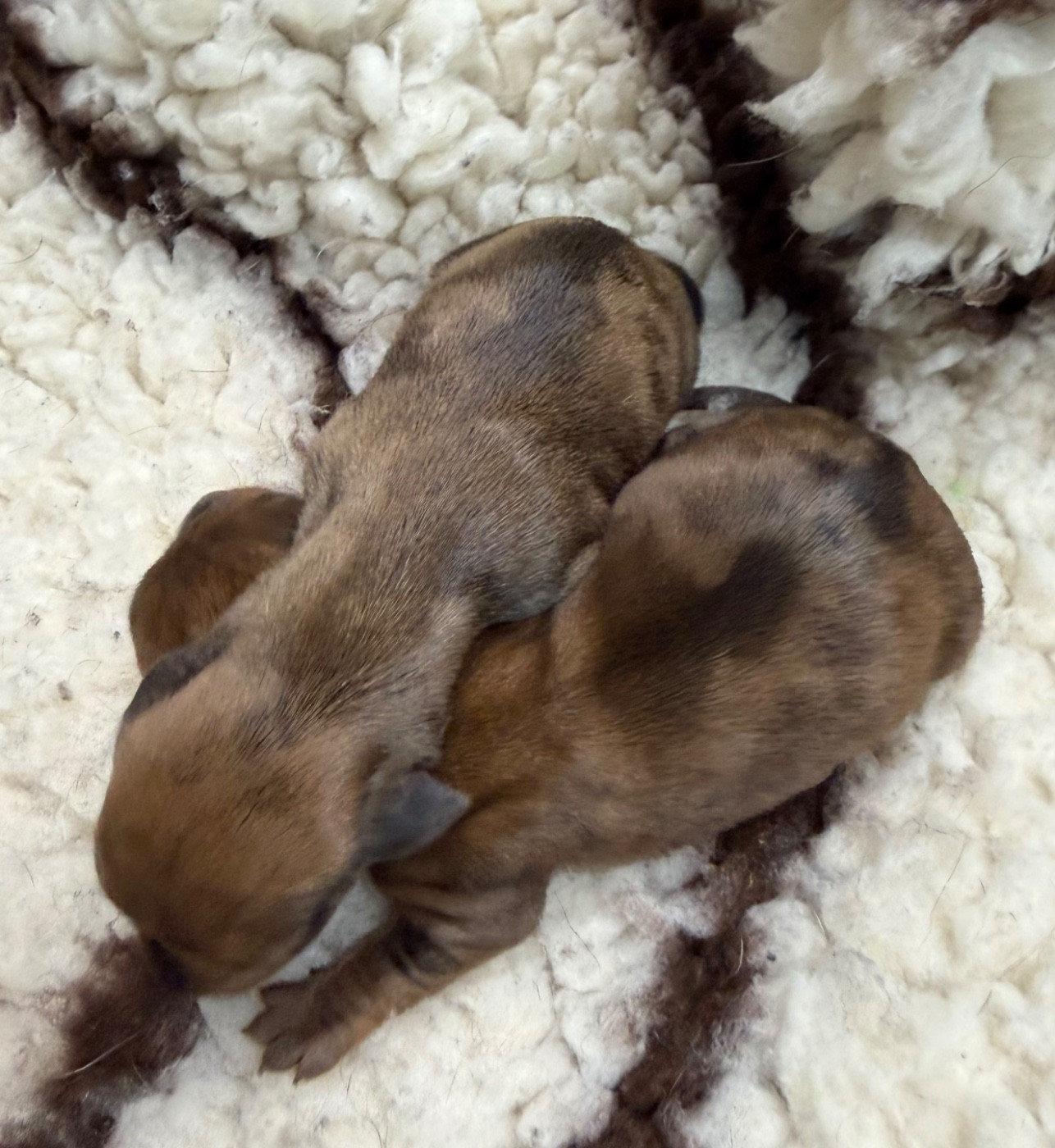 Du Moulin Sault - Chiots disponibles - Teckel poil ras