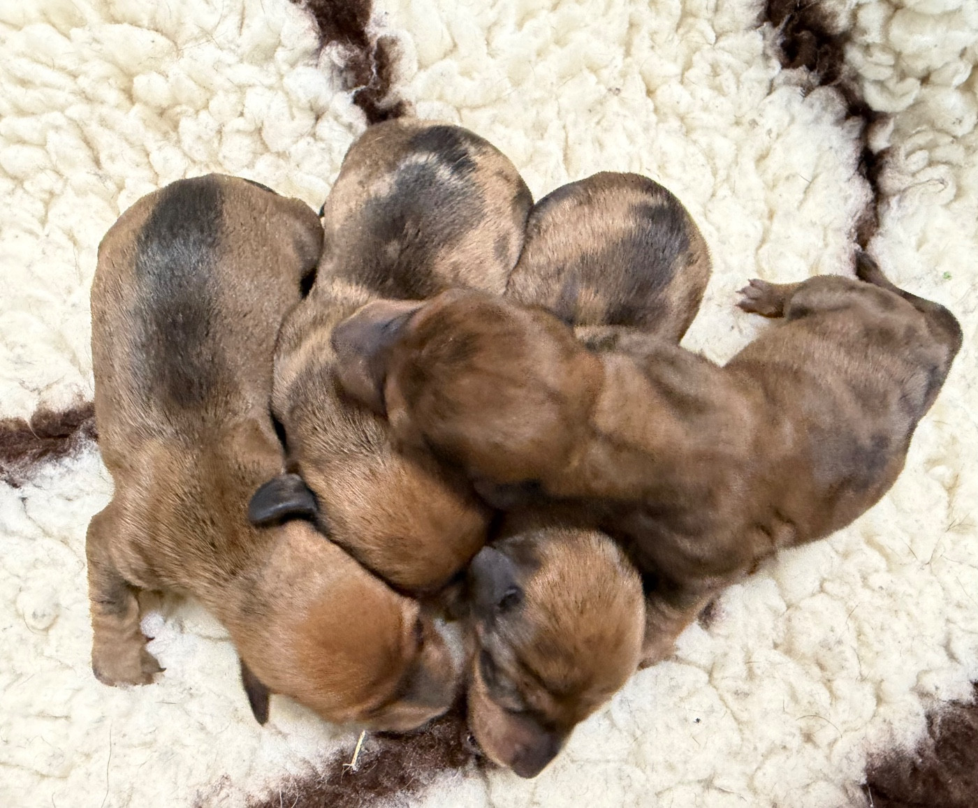Du Moulin Sault - Chiots disponibles - Teckel poil ras