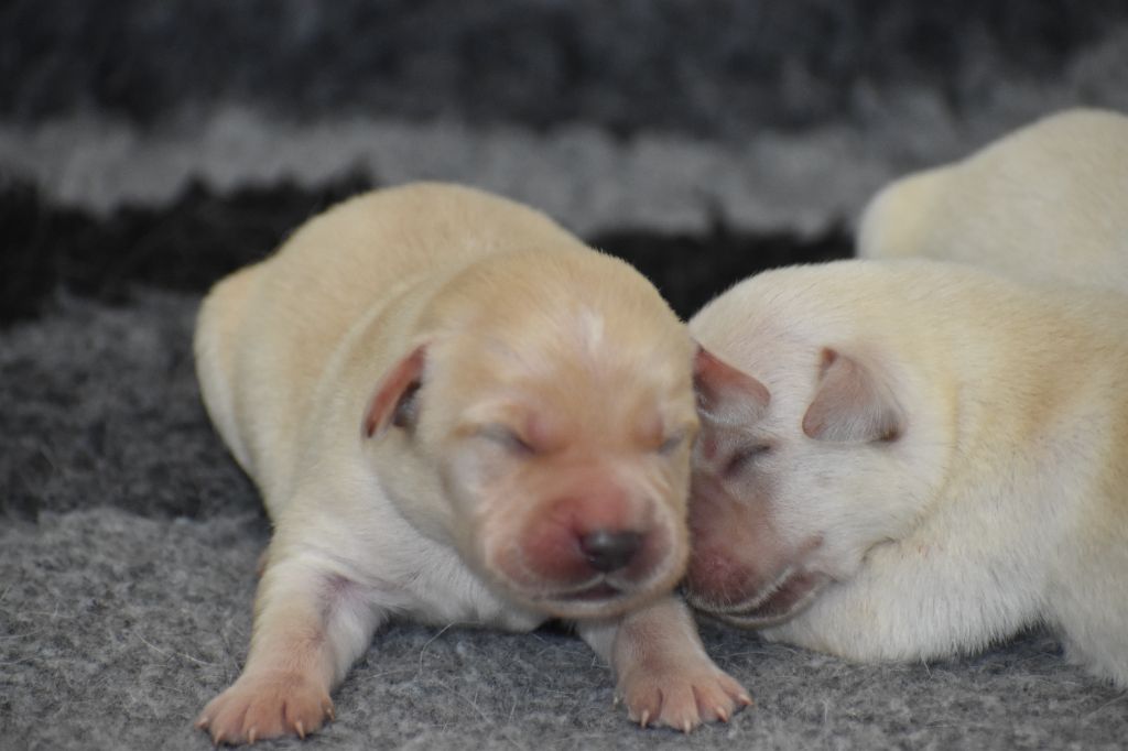 Du Moulin Sault - Chiots disponibles - Labrador Retriever