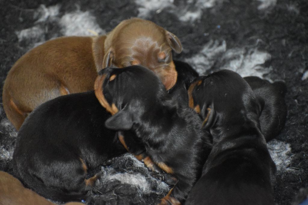 Du Moulin Sault - Chiots disponibles - Teckel poil ras