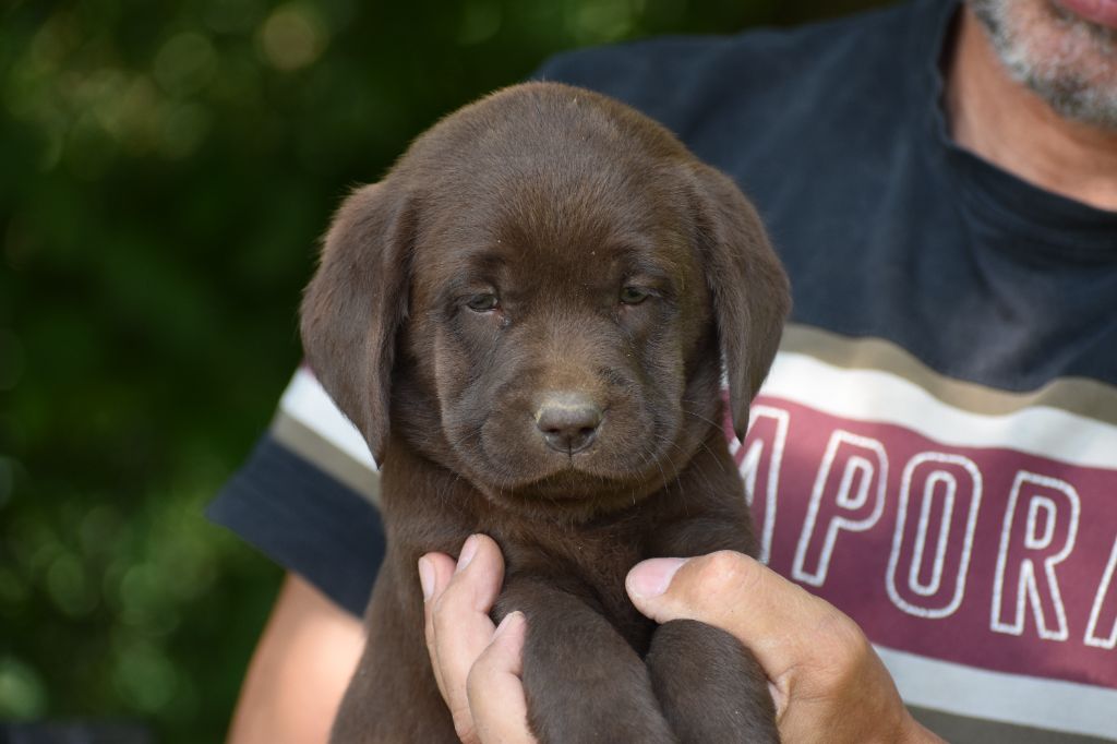 Du Moulin Sault - Chiots disponibles - Labrador Retriever