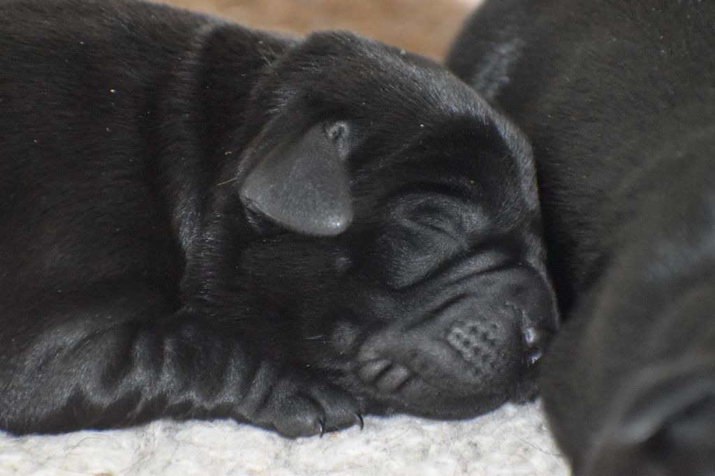 Du Moulin Sault - Chiots disponibles - Labrador Retriever