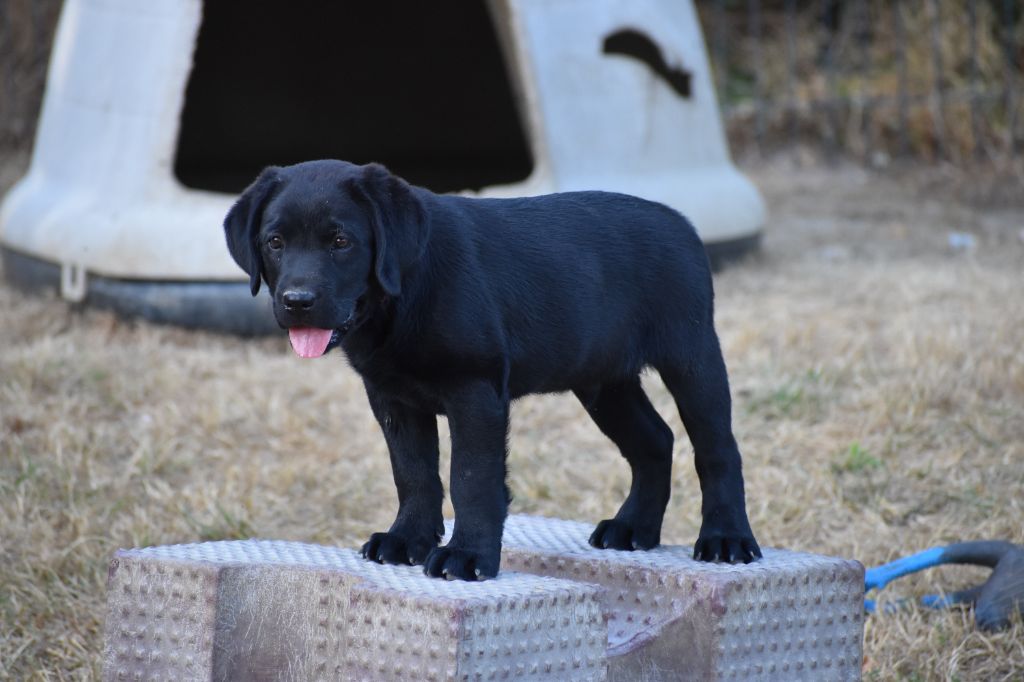 Du Moulin Sault - Chiots disponibles - Labrador Retriever
