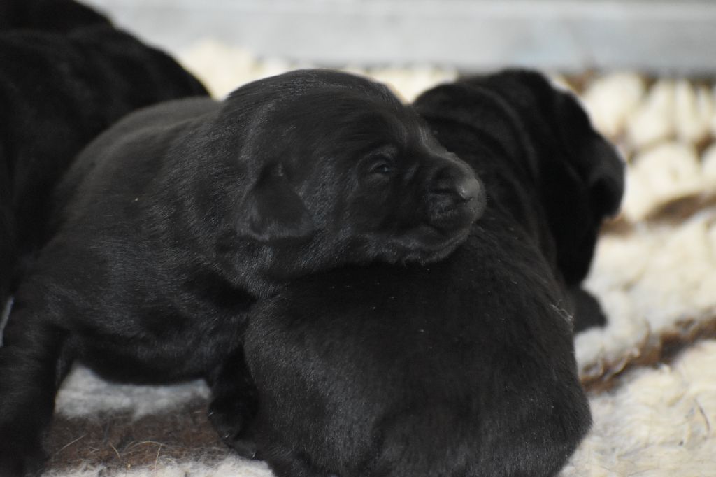 Du Moulin Sault - Chiots disponibles - Labrador Retriever