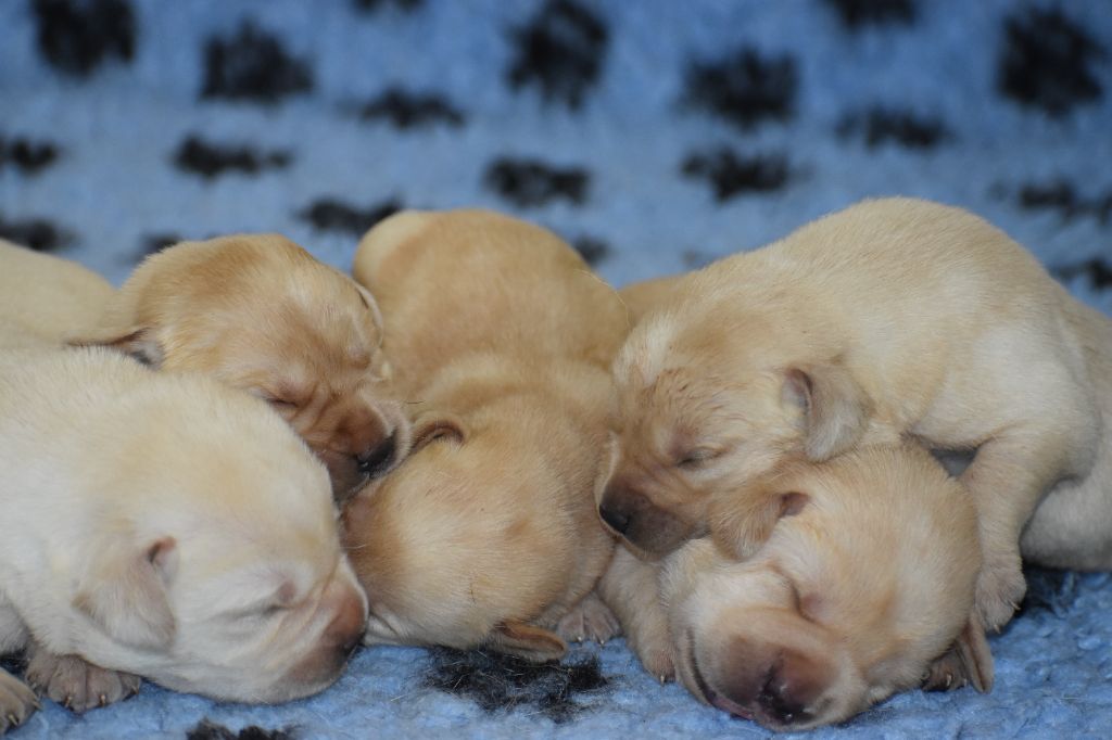 Du Moulin Sault - Chiots disponibles - Labrador Retriever