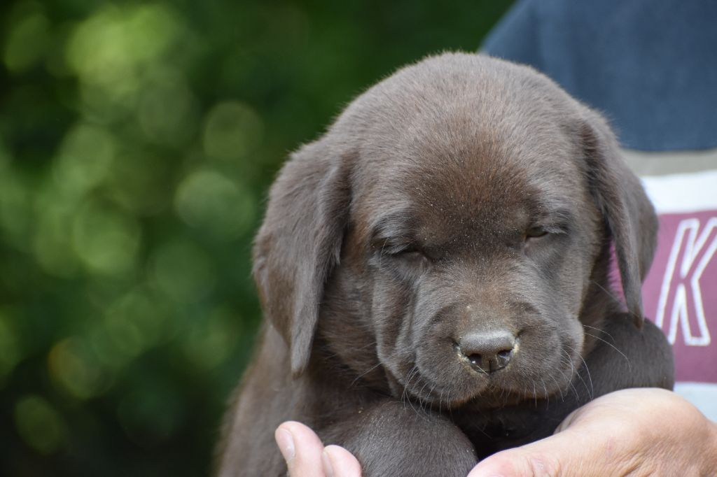 Du Moulin Sault - Chiots disponibles - Labrador Retriever