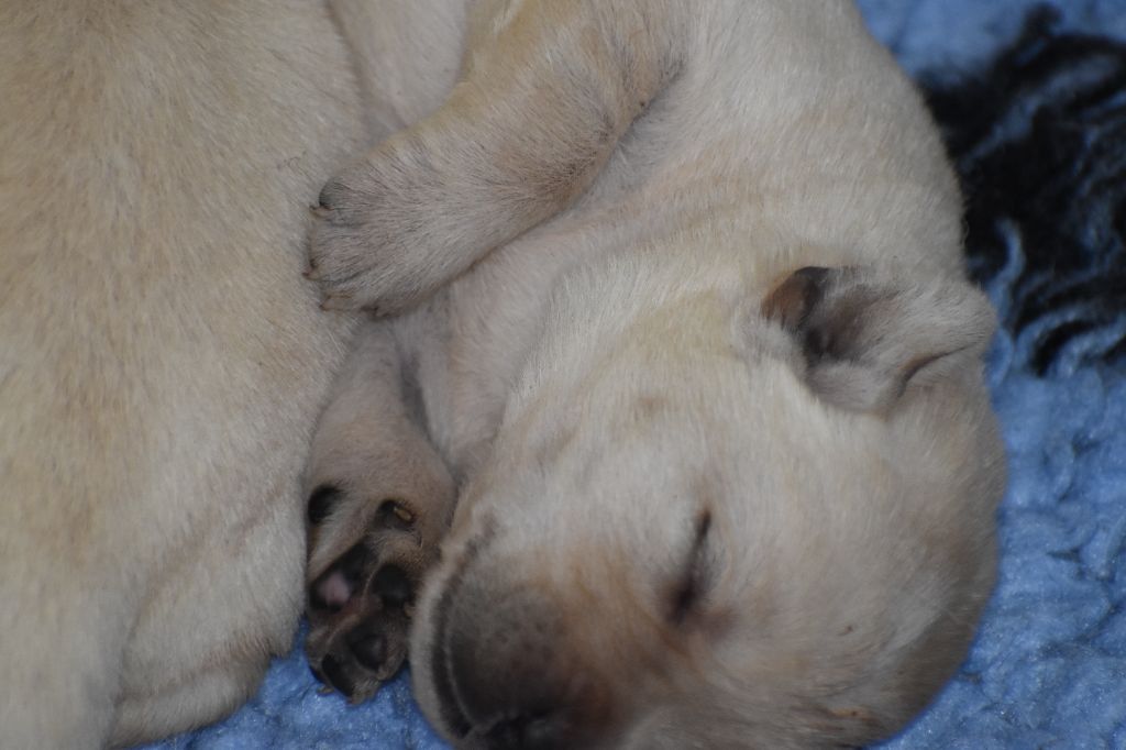 Du Moulin Sault - Chiots disponibles - Labrador Retriever