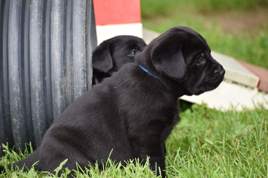 Du Moulin Sault - Chiots disponibles - Labrador Retriever