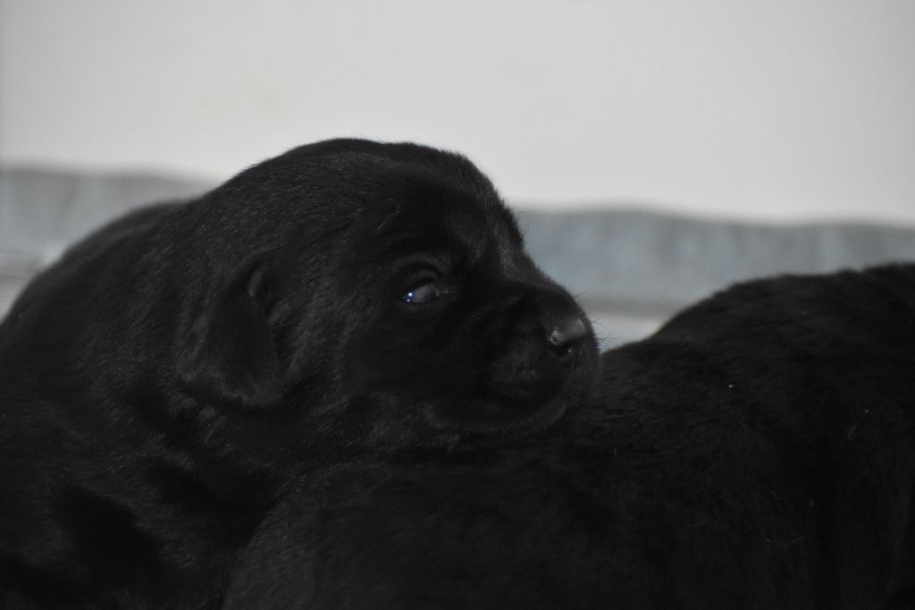 Du Moulin Sault - Chiots disponibles - Labrador Retriever