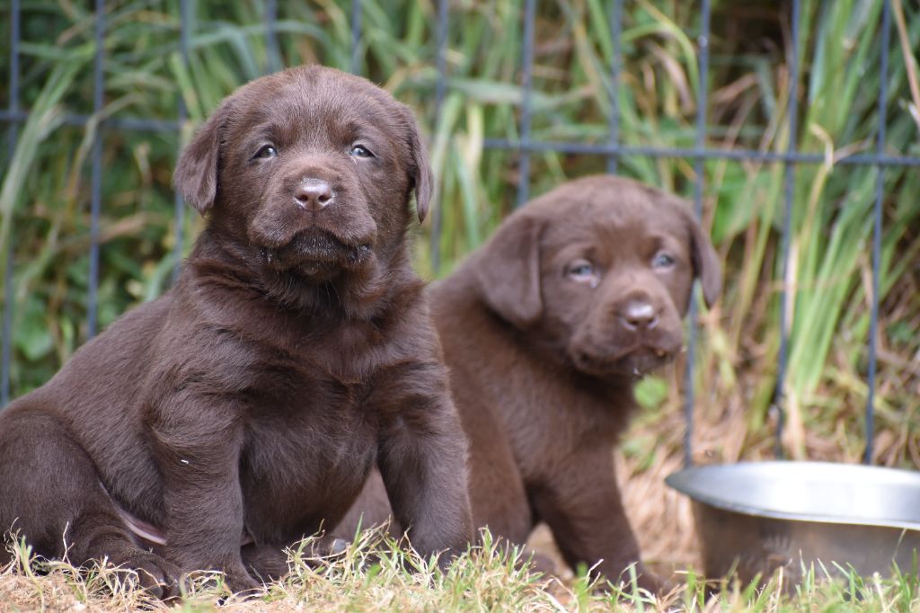 Du Moulin Sault - Chiots disponibles - Labrador Retriever