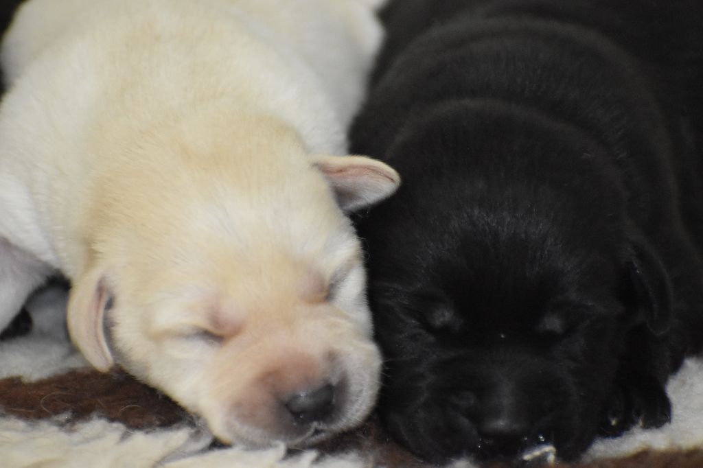 Du Moulin Sault - Chiots disponibles - Labrador Retriever