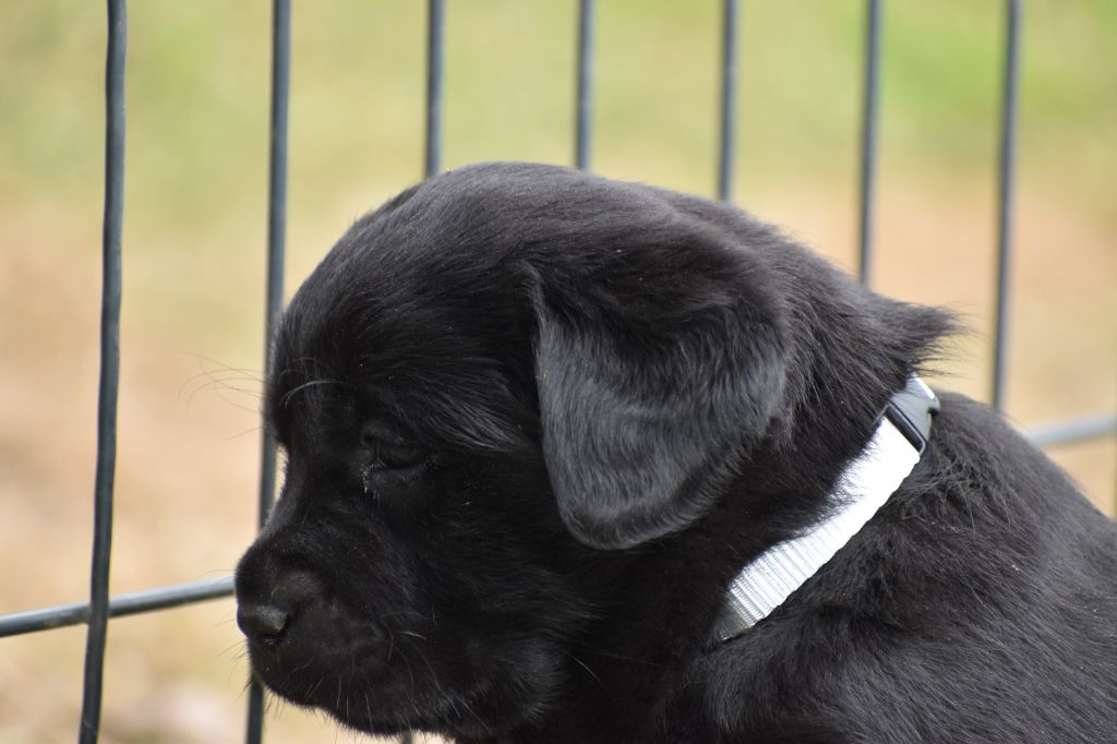 Du Moulin Sault - Chiots disponibles - Labrador Retriever