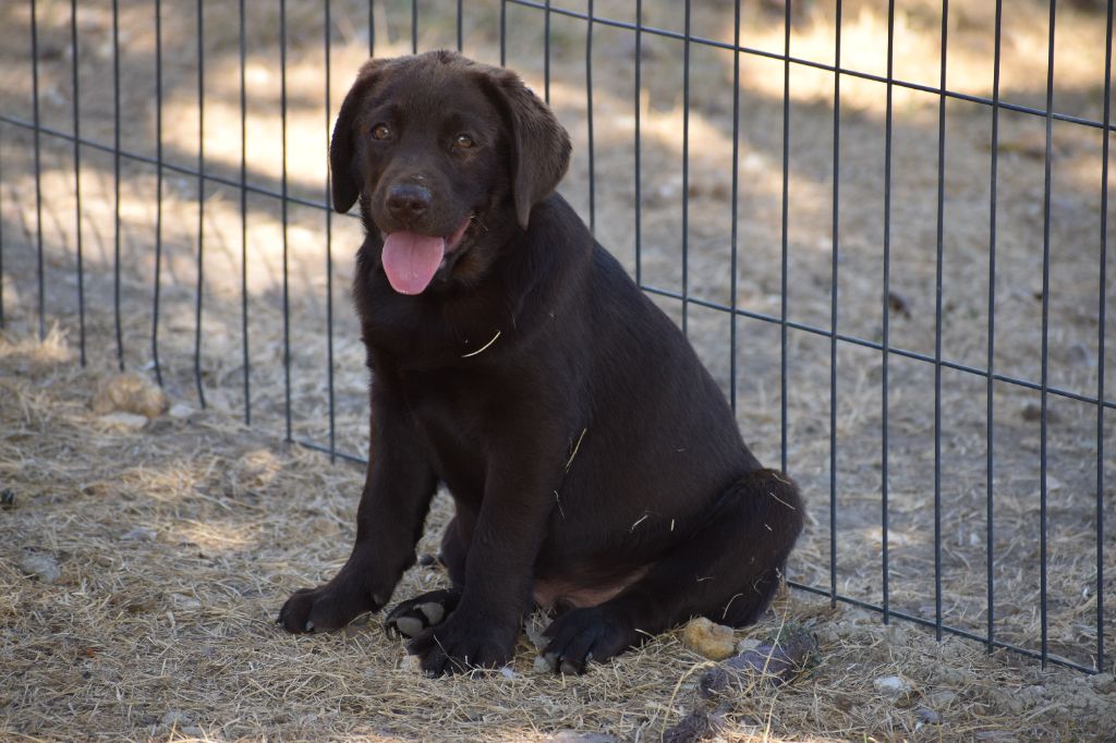 Du Moulin Sault - Chiots disponibles - Labrador Retriever