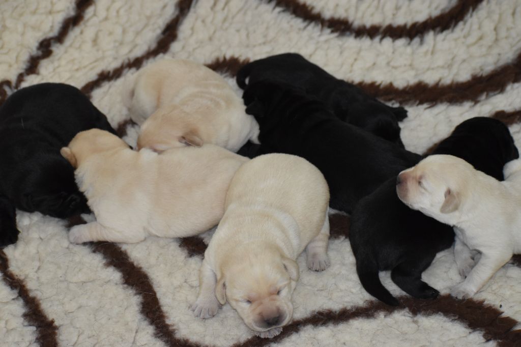 Du Moulin Sault - Chiots disponibles - Labrador Retriever