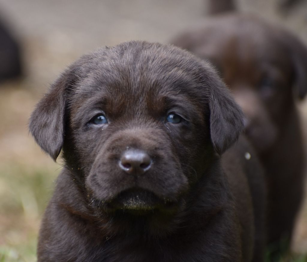 Du Moulin Sault - Chiots disponibles - Labrador Retriever