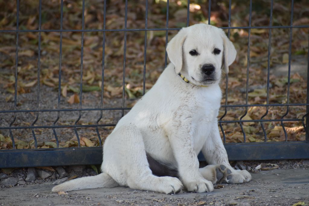 Du Moulin Sault - Chiots disponibles - Labrador Retriever