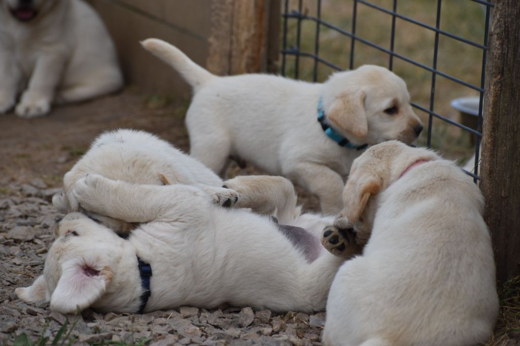 Du Moulin Sault - Chiots disponibles - Labrador Retriever